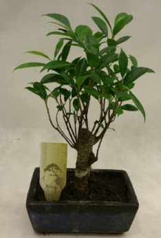 Japon aac bonsai bitkisi sat  Ankaraya iek yolla 