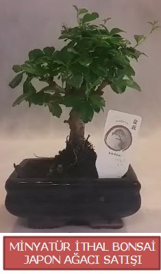 Kk grsel bonsai japon aac bitkisi  Ankara ucuz iek gnder 