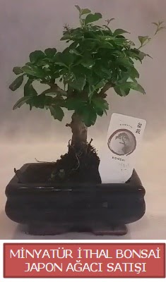 K���k g�rsel bonsai japon a�ac� bitkisi  Ankara ucuz �i�ek g�nder 