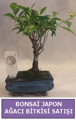 �thal Bonsai japon a�ac� bitkisi sat���  Ankarada �i�ek g�nderme sitemiz g�venlidir 