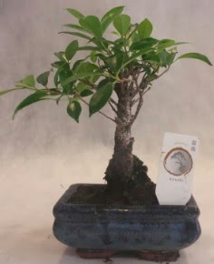 Bonsai a�ac� japon a�a� bitkisi  Ankara �i�ek g�nderme 