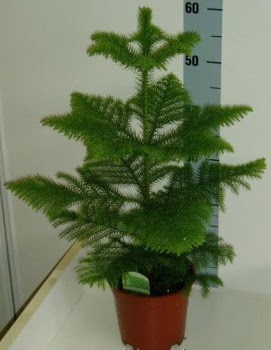 60 cm Salon �am� araucaria heterophylla  Ankara �i�ek�i telefonlar� 