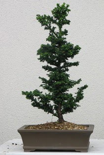 am aac bonsai bitkisi sat  Ankaraya iek yolla 