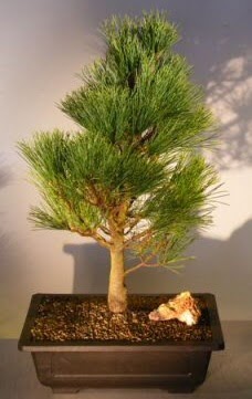 am aac japon aac bitkisi bonsai  Ankaraya iek yolla 