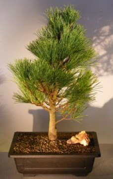 �am a�ac� japon a�ac� bitkisi bonsai  Ankaraya �i�ek yolla 