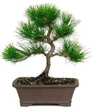 Bonsai �am a�ac� japon a�ac� bitkisi  Ankara hediye sevgilime hediye �i�ek 