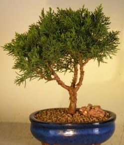Servi am bonsai japon aac bitkisi  Ankara iek gnderme 
