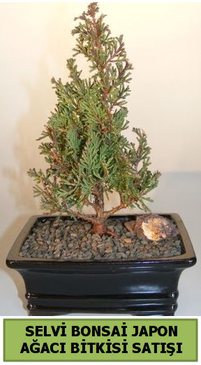 Selvi �am japon a�ac� bitkisi bonsai  Ankaraya �i�ek yolla 