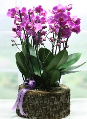 Ktk ierisinde 6 dall mor orkide  Ankara iek sat 