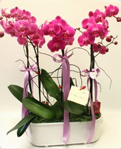 Beyaz seramik ierisinde 4 dall orkide  Ankara iek sat 