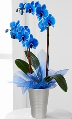 Seramik vazo içerisinde 2 dallı mavi orkide  Ankara ucuz çiçek gönder 