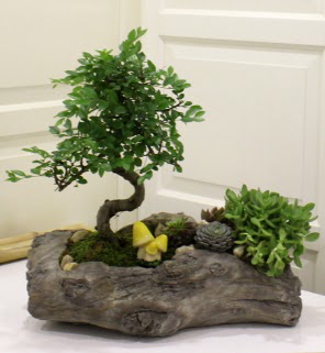 Ağaç kütük içerisinde bonsai ve sukulent  Ankara İnternetten çiçek siparişi 