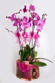 4 dallı kütük içerisibde mor orkide  Ankara çiçek , çiçekçi , çiçekçilik 