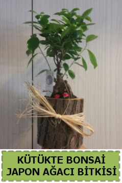 K�t�k i�erisinde do�al bonsai a�ac�  Ankaraya �i�ek yolla 