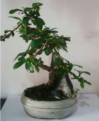 S �eklinde ithal bonsai a�ac�  Ankara �i�ek g�nderme 