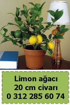 Limon ağacı bitkisi  Ankaraya çiçek yolla 