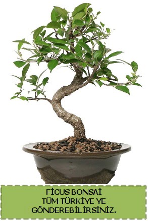 Ficus bonsai  Ankara nternetten iek siparii 