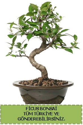Ficus bonsai  Ankara �nternetten �i�ek sipari�i 