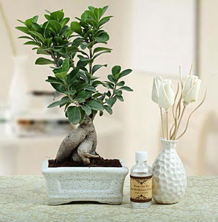 Ginseng ficus bonsai  Ankara iek online iek siparii 
