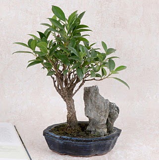 Japon ağacı Evergreen Ficus Bonsai  Ankara İnternetten çiçek siparişi 
