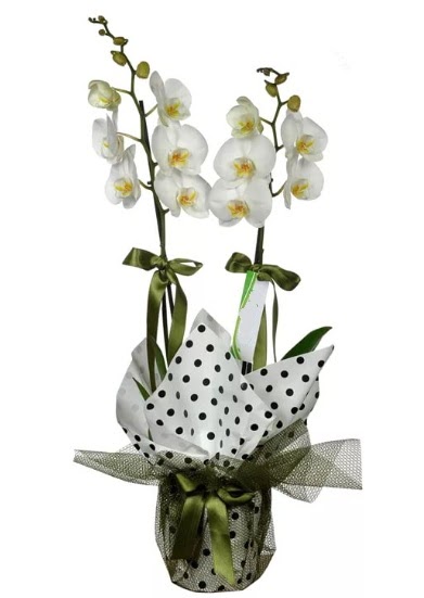Çift Dallı Beyaz Orkide  Ankara çiçekçi mağazası 