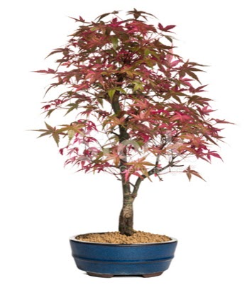 Akçaağaç bonsai süper bonsai ağacı  Ankara güvenli kaliteli hızlı çiçek 