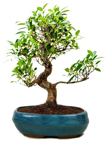 25 cm ile 30 cm aralığında Ficus S bonsai  Ankara İnternetten çiçek siparişi 