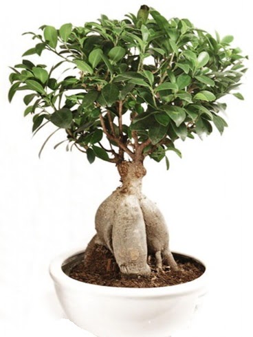 Ginseng bonsai japon aac ficus ginseng  Ankarada iek gnderme sitemiz gvenlidir 