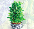  Ankara internetten �i�ek sipari�i  Bambu �zel b�y�k boy