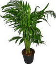  Ankara internetten �i�ek sipari�i  Areca palm  