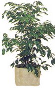  Ankara �i�ek servisi , �i�ek�i adresleri  Ficus benjamin 
