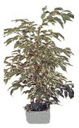  Ankara �i�ek�iler  Ficus starlight  