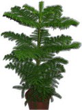  Ankara cicekciler , cicek siparisi  Araucaria 