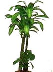  Ankara �i�ek yolla , �i�ek g�nder , �i�ek�i   Dracaena massengena
