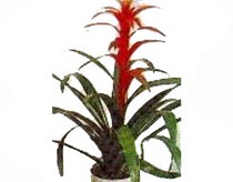  Ankara hediye sevgilime hediye �i�ek  Guzmania Emprie 