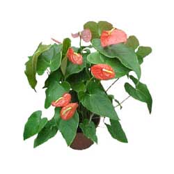  Ankara hediye sevgilime hediye �i�ek  Anthurium 