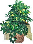  Ankara �i�ek servisi , �i�ek�i adresleri  Schefflera gold 