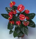  Ankara �i�ek�i telefonlar�  Anthurium Saksili Bitki